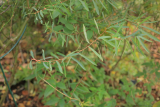 Salix purpurea 'Nana' RCP11-2019 (13).JPG